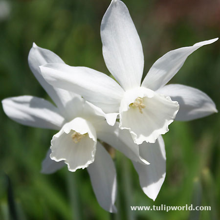 Thalia Daffodil Narcissus 