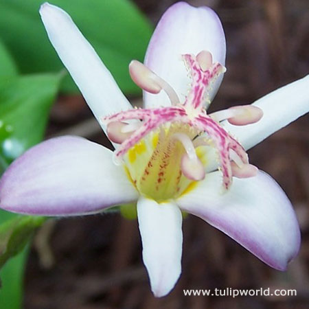 Tojen Toad Lily 