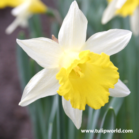 Topolino Rock Garden Daffodil Narcissus 