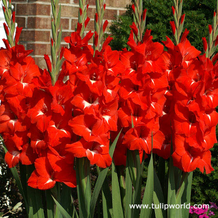 Traderhorn Gladiolus 