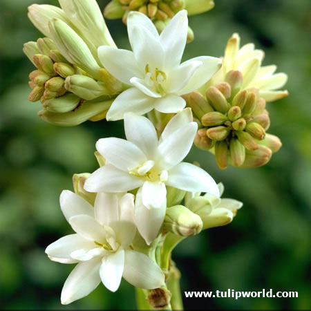 Tuberose - Polianthes tuberosa 