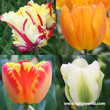 Tulip Cutting Garden Collection 