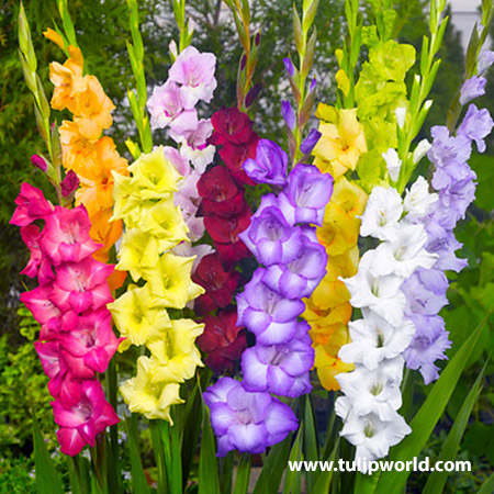 Tutti-Frutti Gladiolus Mixture