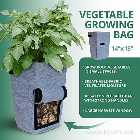 Vegetable Growing Bag - 3 Pack