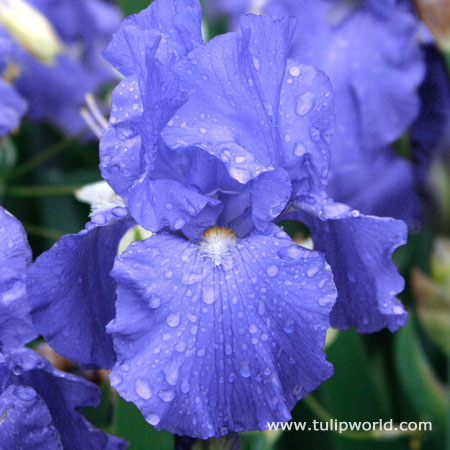 Victoria Falls Reblooming Iris 