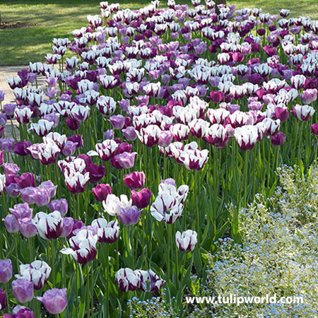 Violet Delight Tulip Mix