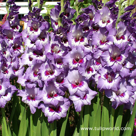 Vista American Hybrid Gladiolus 