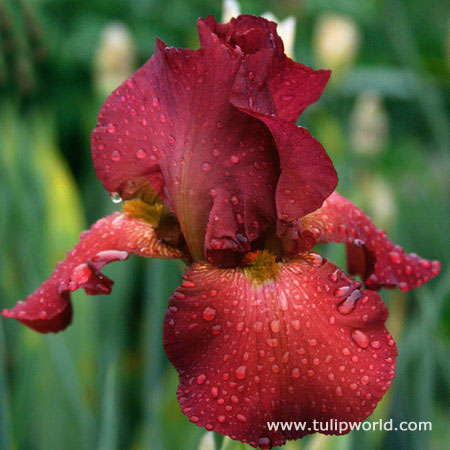 Warrior King Bearded Iris 