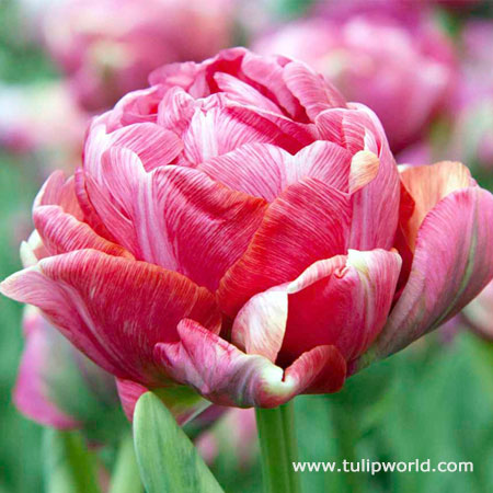 Wedding Gift Double Tulip 