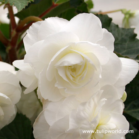 White Hanging Basket Begonia 