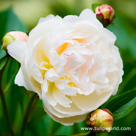 White Peony 