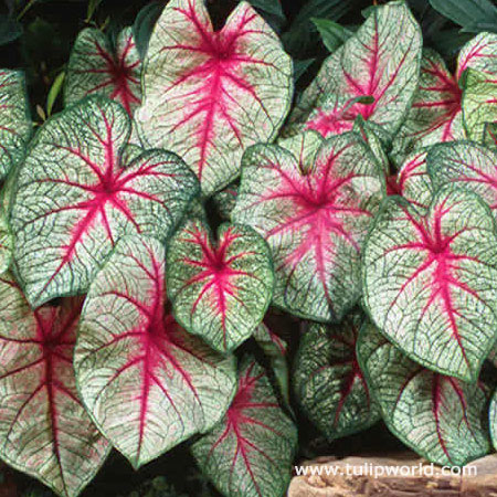 White Queen Caladium 