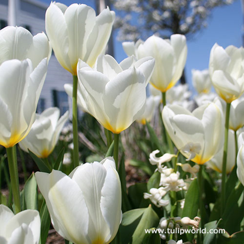 White Tulip Purissima Super Pack 