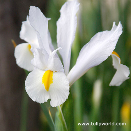 White Van Vliet Dutch Iris 