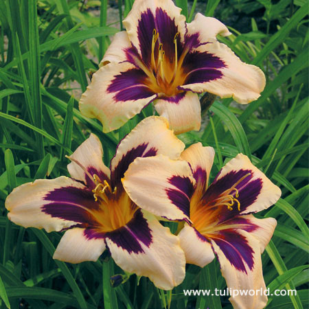 Wild Horses Daylily 