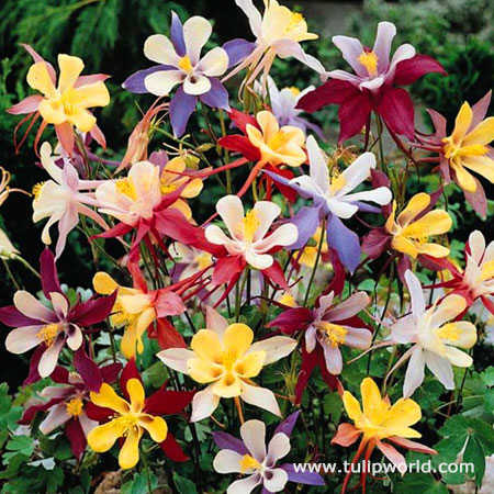 Winky Series Mixed Columbine 