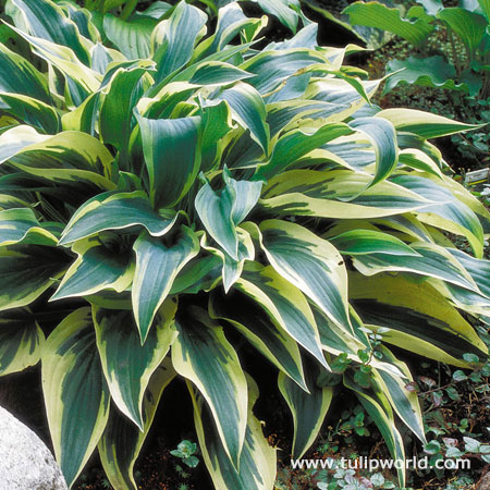 Wolverine Hosta 