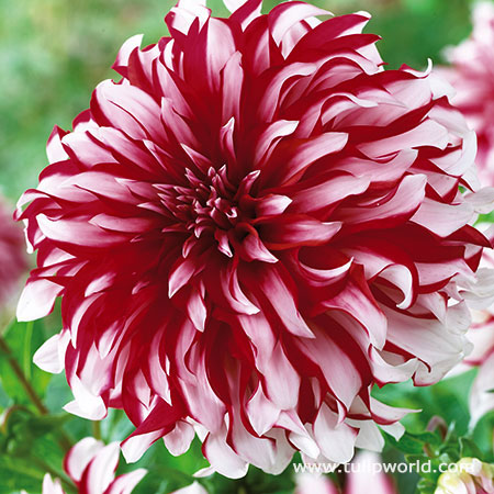 X Factor Dahlia