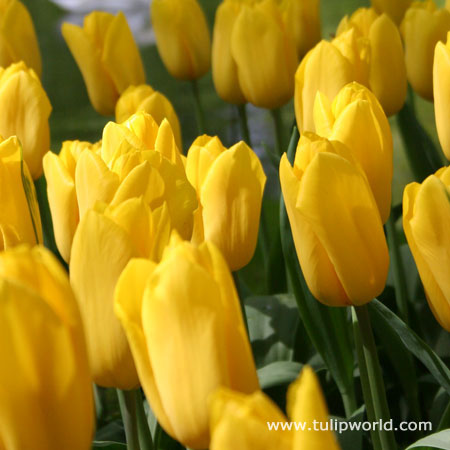 Yellow Bulk Landscape Tulips 500/crate 