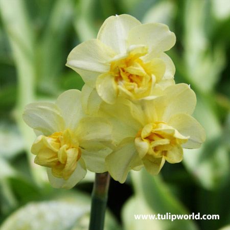 Yellow Cheerfulness Narcissus