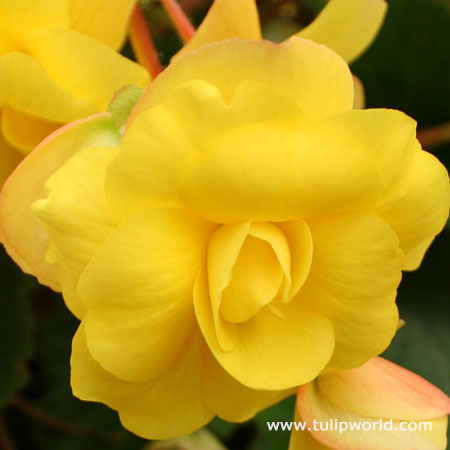 Yellow Double Begonia