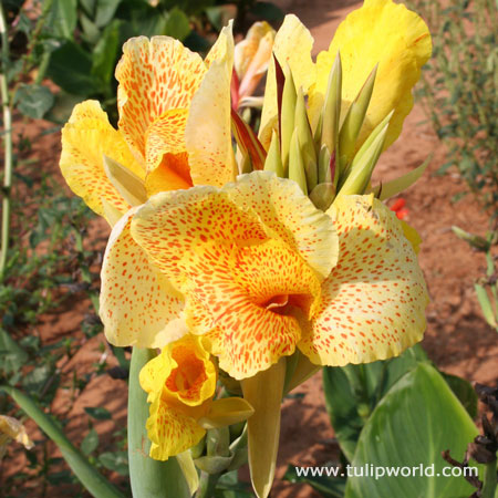 Yellow King Humbert Tall Canna 