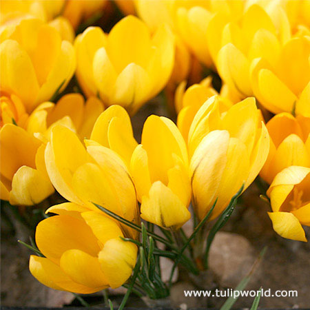 Yellow Mammoth Crocus 