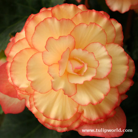 Yellow/Red Sunburst Picotee Begonia 