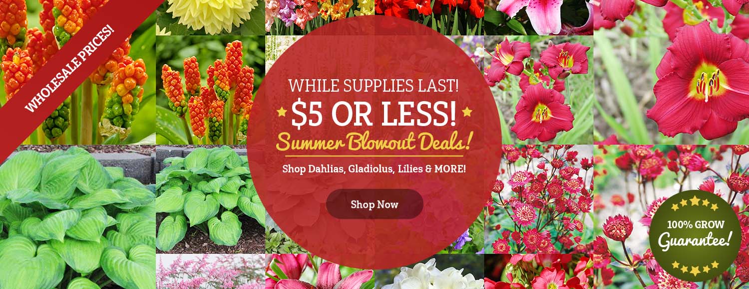 $5 OR LESS Summer Blooms Sale!