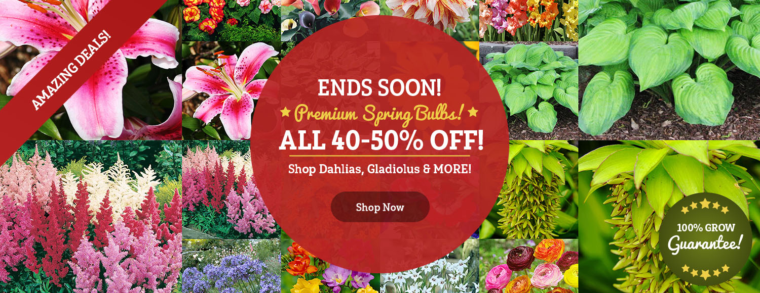 NOW AVAILABLE: 40-50% OFF Spring Pre-Sale!