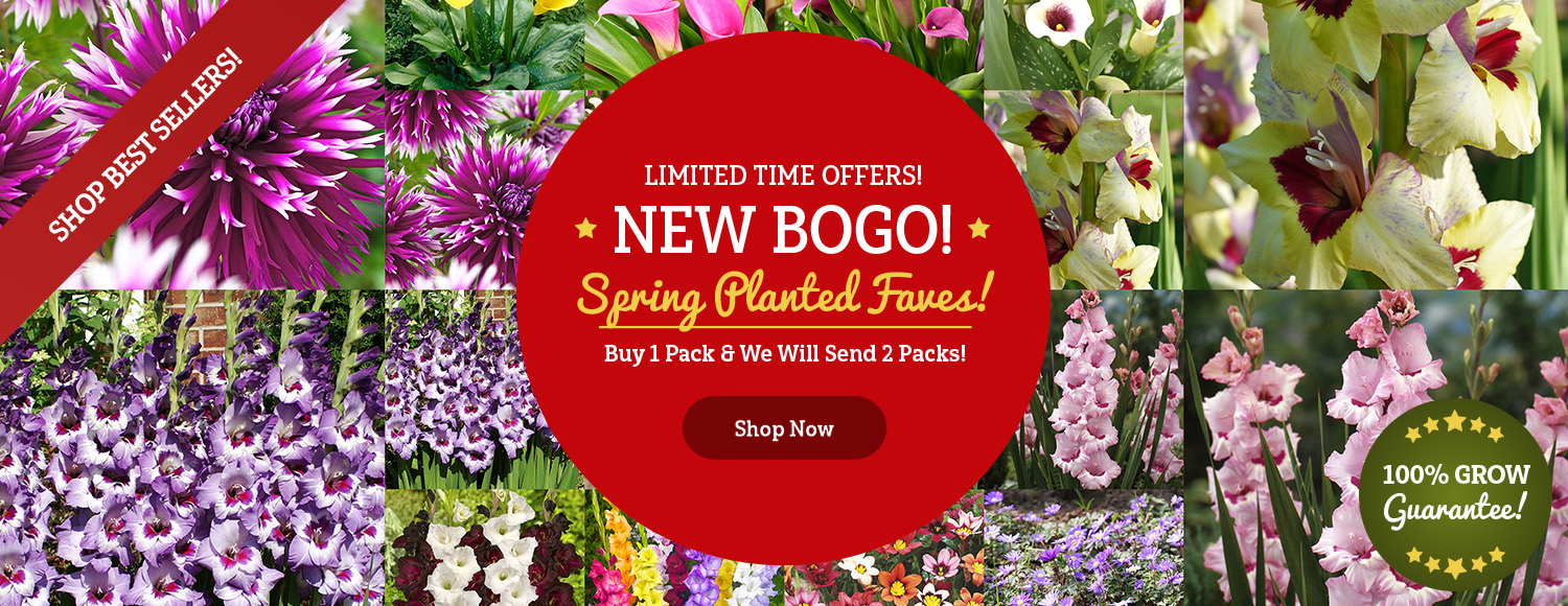 Buy 1 Get 1 FREE on Spring BOGO!