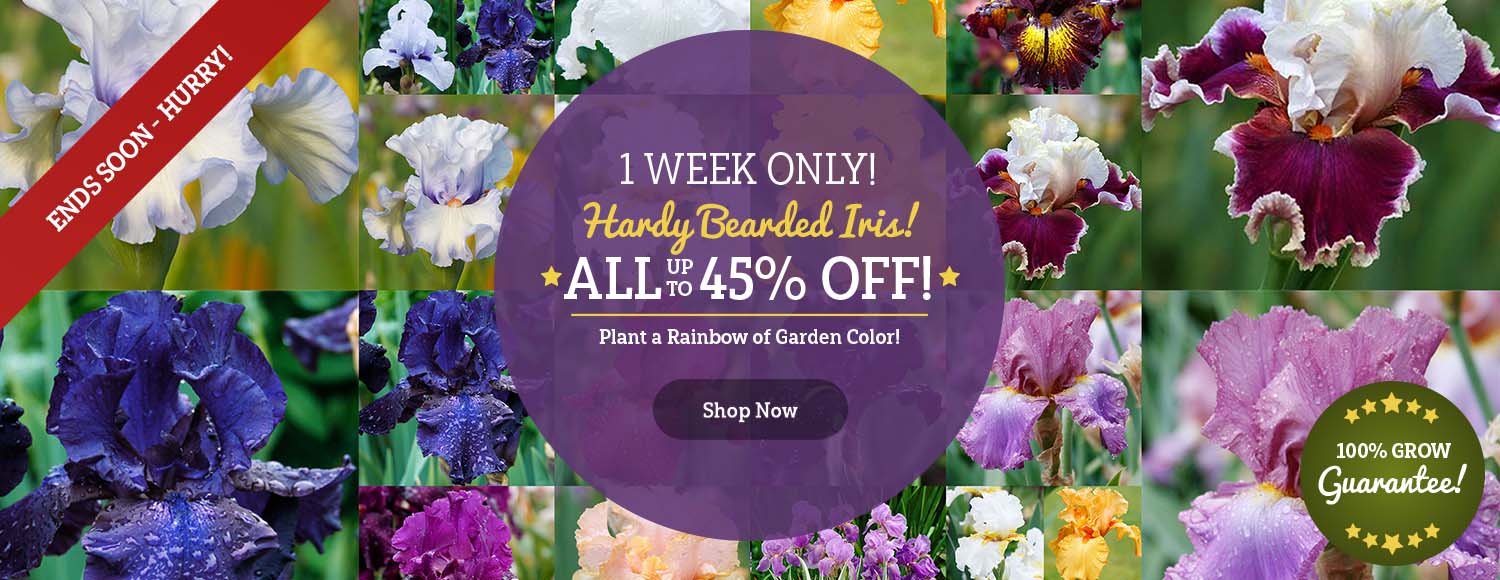 LOW STOCK | Bearded Iris up to 45% OFF!