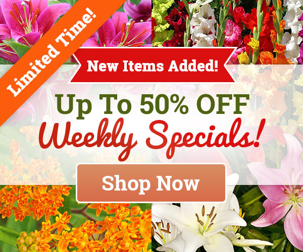 Weekly Specials Up To 50% OFF!