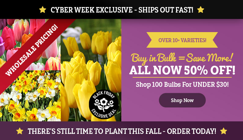 CYBER WEEK EXCLUSIVE: Save 50% OFF Bulk!