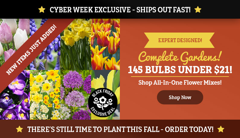 CYBER WEEK EXCLUSIVE: 145 Bulbs UNDER $21!