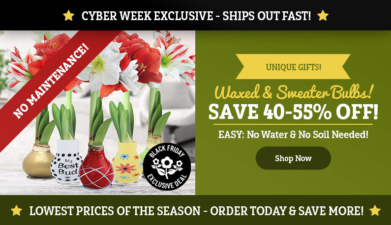 CYBER WEEK EXCLUSIVE: 40-55% OFF Waxed and Sweater Amaryllis!