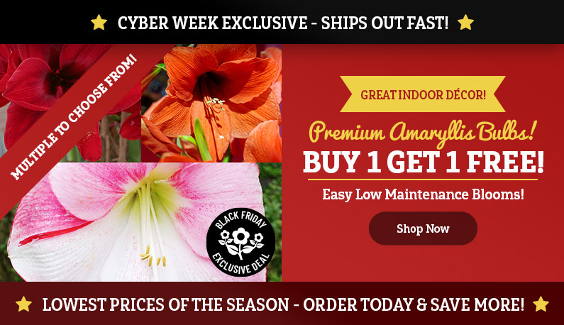 CYBER WEEK EXCLUSIVE: Buy 1 Get 1 FREE Amaryllis!