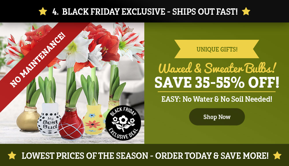 35-55% OFF Waxed and Sweater Amaryllis!