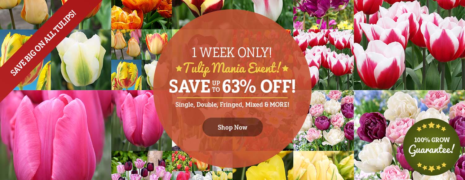 LIMITED TIME: Tulip Mania Sales Event!